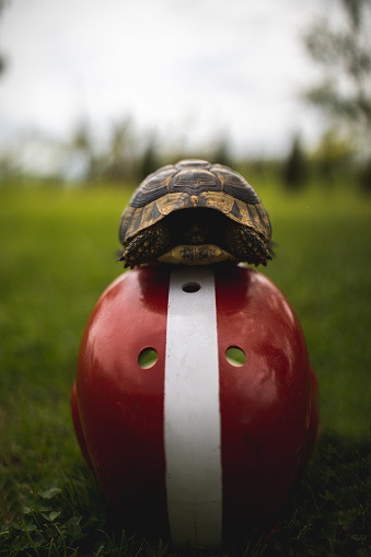 Cute little turtle on rugby helmet