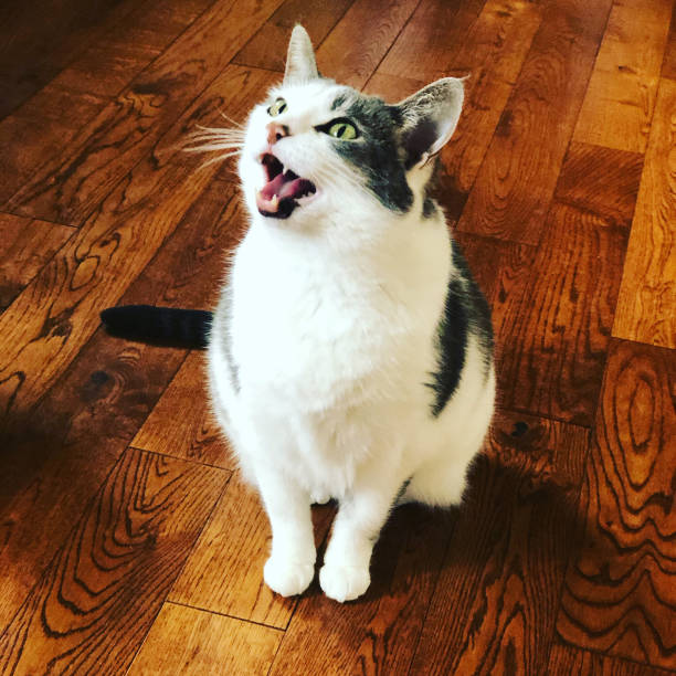 istock Adult Cat Meows for Supper 1224466619
