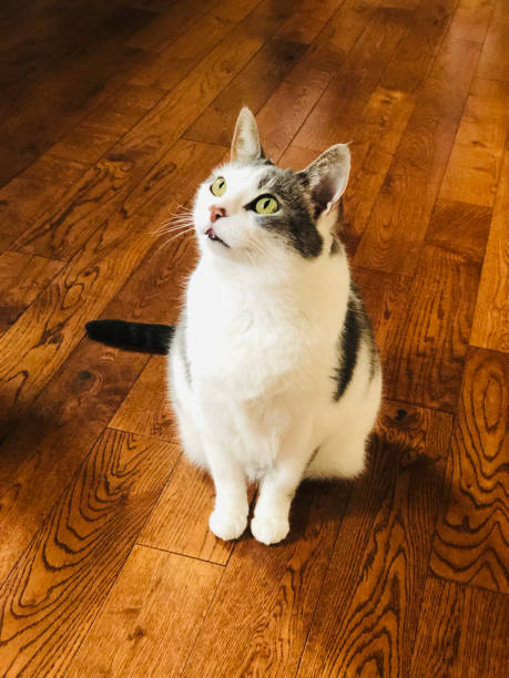 istock Adult Cat Waits for Supper 1224466691