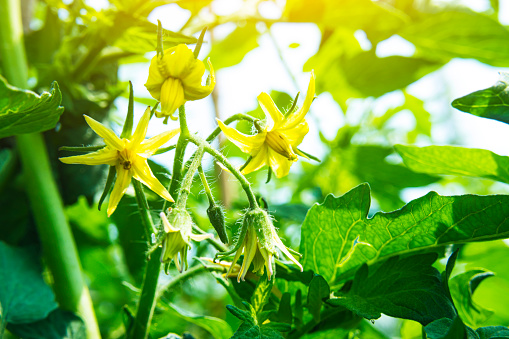 yellow tomato flower in summer low angle view