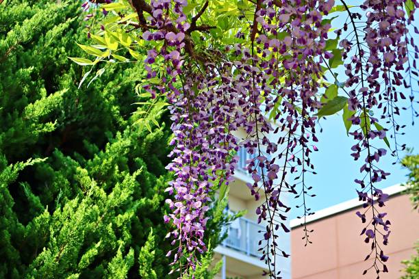 istock Wisteria blooming in the park 1224468668