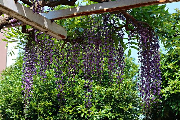 istock Wisteria blooming in the park 1224468681