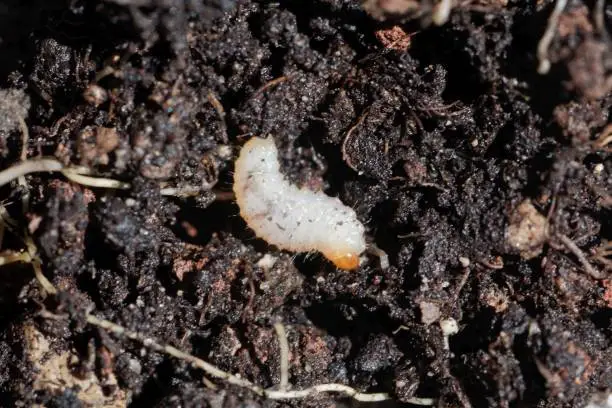 Larva of a weevil bug, Otiorhynchus, on garden soil. Otiorhynchus bugs are an important pest in gardens and farmland.