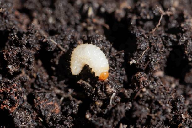 istock Larva of a weevil bug, Otiorhynchus, on garden soil 1224471498