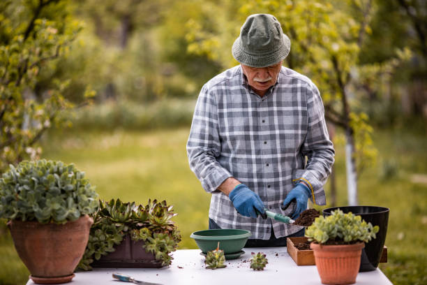 istock Transplant plant into a larger pot 1224471575