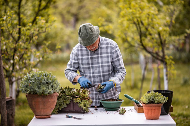 istock Transplant plant into a larger pot 1224471686
