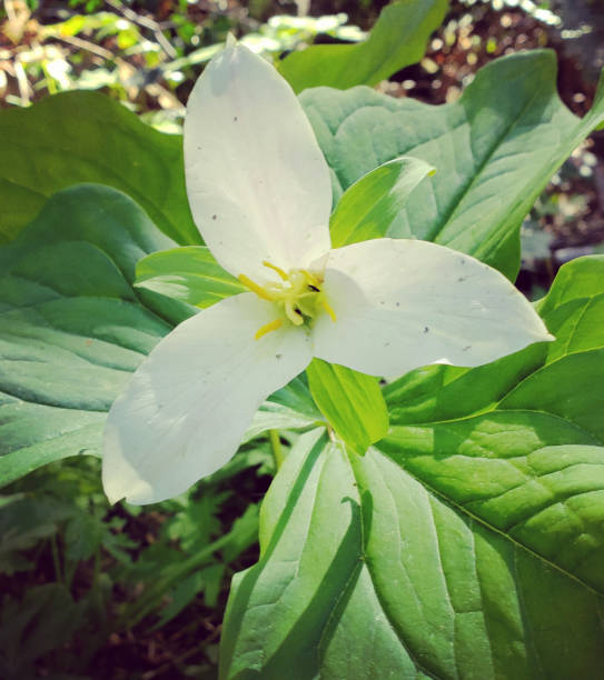 istock Solitary Flower 1224471913