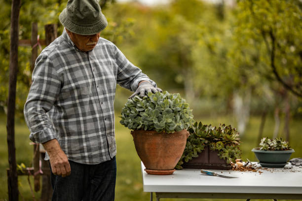 istock Senior man taking care for plant in back yard 1224472872