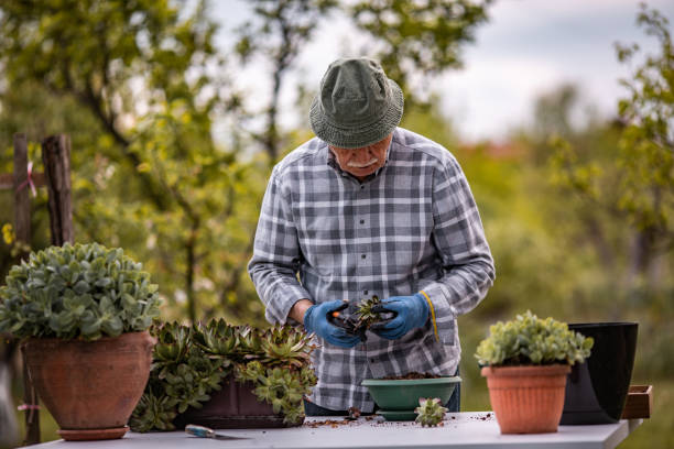 istock Transplant plant into a larger pot 1224473017