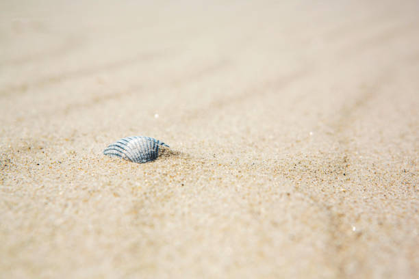 istock Old dried calcified seashell in beach sand 1224473141