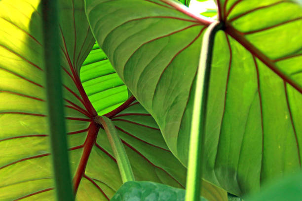 istock Stems and Leaves of Philo Plant 1224474355
