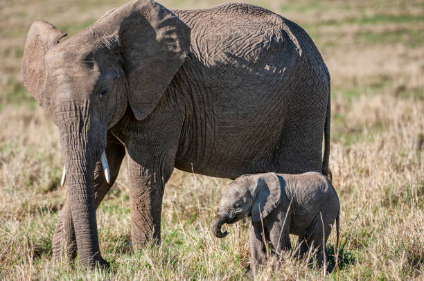 istock Mother African Elephant and New Baby 1224476419