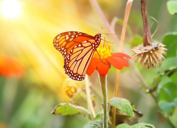 istock Monarch butterfly feeding on Zinnias 1224477390