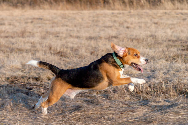 istock beagle dog runs on spring field with last year's grass on a sunny day 1224479655