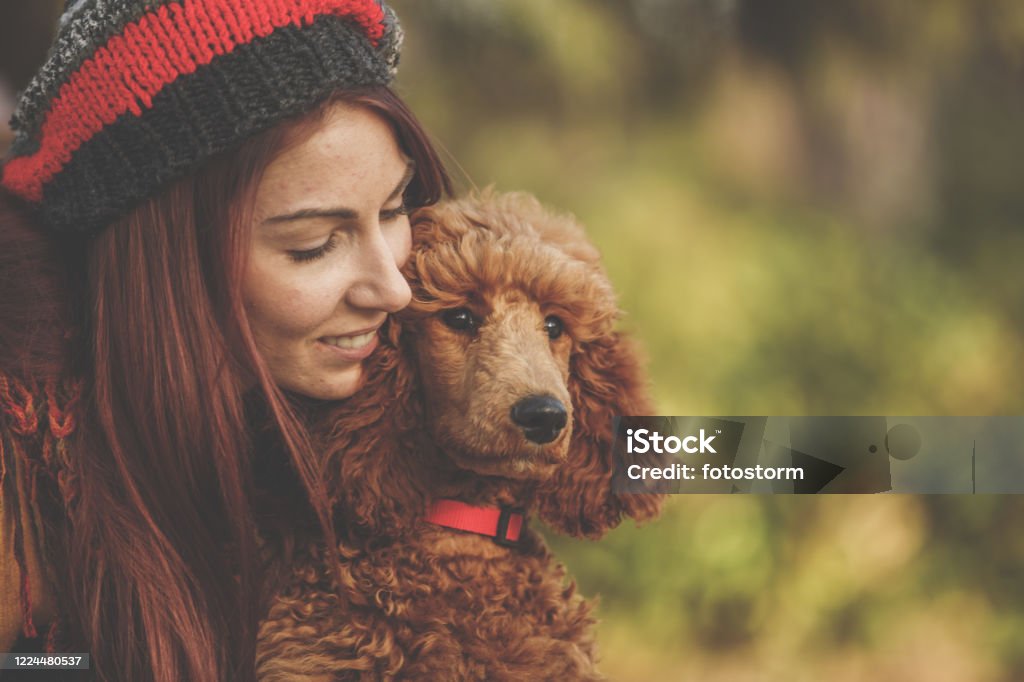 My fri Front view of a red standard poodle looking forwards while its owner looks at it closely. 20-29 Years Stock Photo
