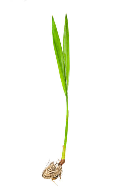 Sprout of Areca Palm (Dypsis lutescens), germinating seed