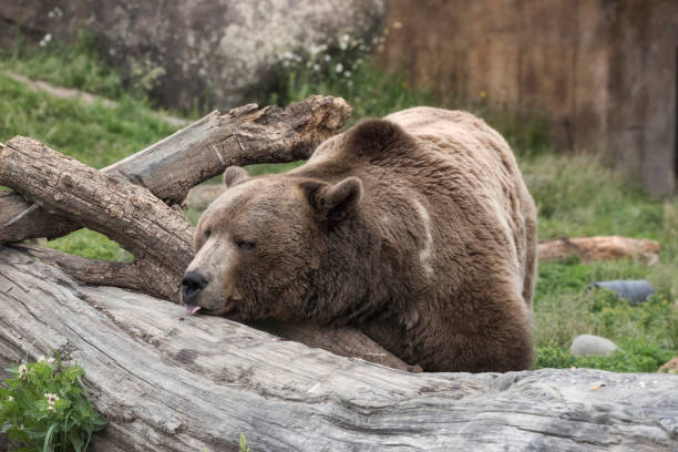 istock Grizzly brown bear licking off a tree trunk 1224483367