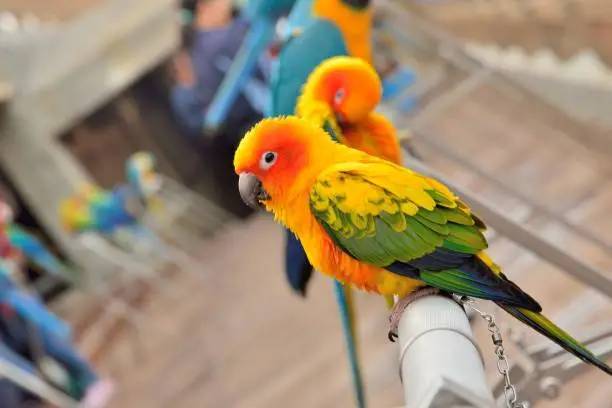 Photo of The colorful parrot.