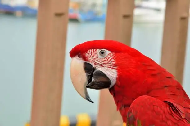Photo of The colorful parrot.