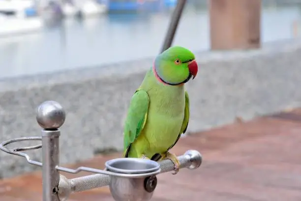 Photo of The colorful parrot.
