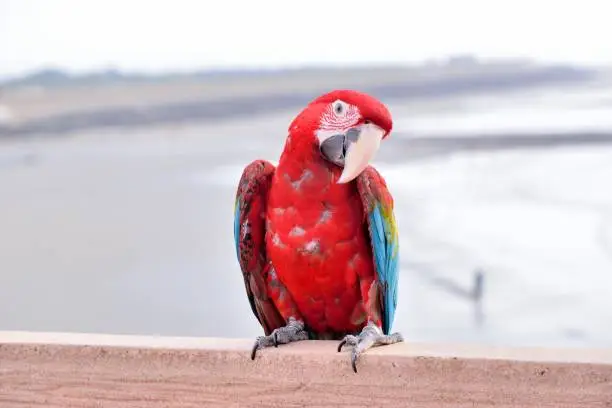 Photo of The colorful parrot.