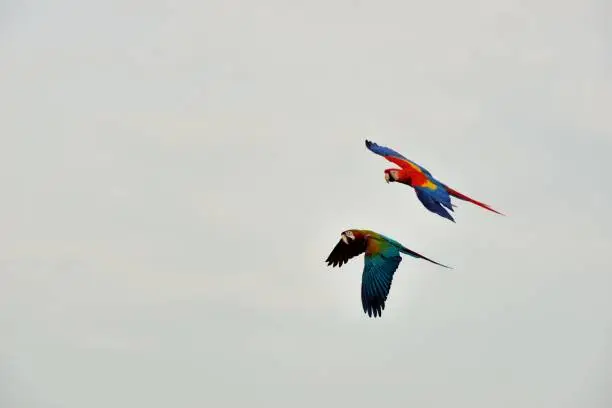 Photo of The colorful parrot.