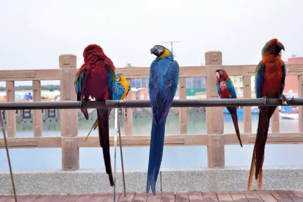 Photo of The colorful parrot.