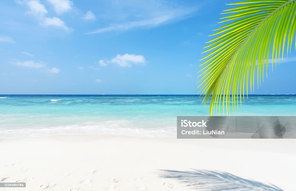 Summer Tropical Beach Scene For Background Or Wallpaper Stock Photo -  Download Image Now - iStock