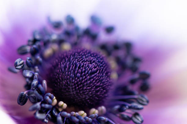 istock close up inside of Anemone 1224484802