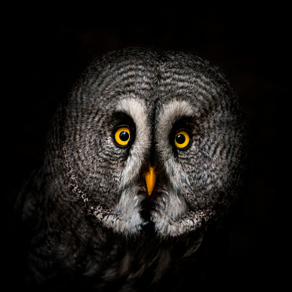 Close up of great grey owl against black background
