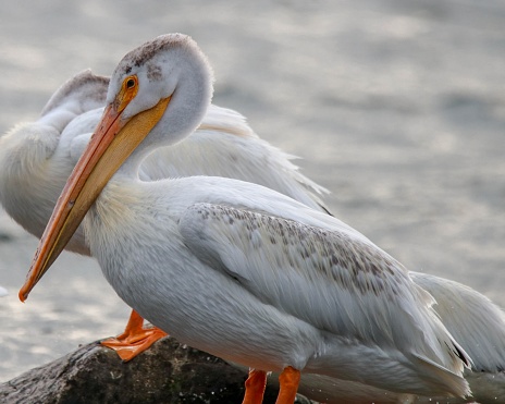 American White Pelicans on the shore of Washington Island, Wisconsin