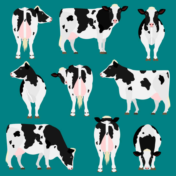 ilustraciones, imágenes clip art, dibujos animados e iconos de stock de holstein frisia ganado conjunto de varias poses - vacas