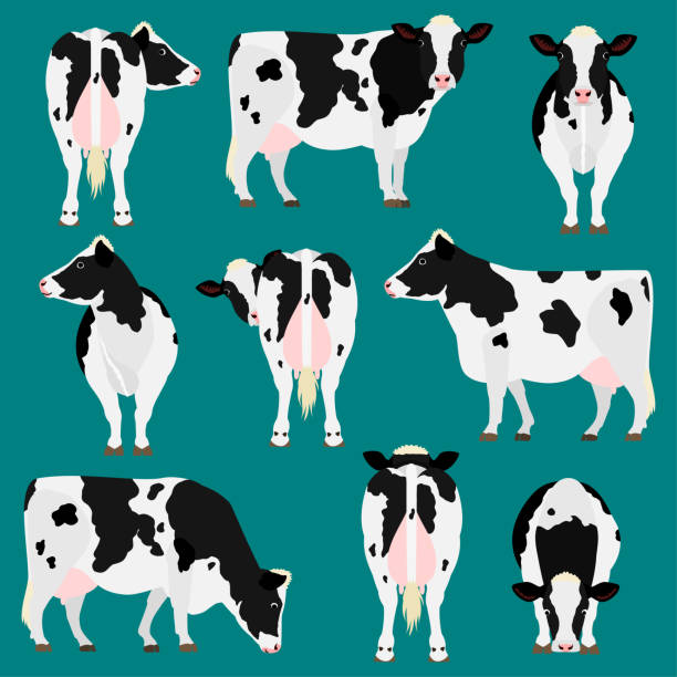 holsztyńskie bydło fryzyjskie różne pozy zestaw - bydło domowe obrazy stock illustrations
