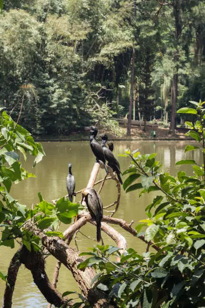 São Paulo, SP, Brazil - December 15, 2018: Birds in a tree.