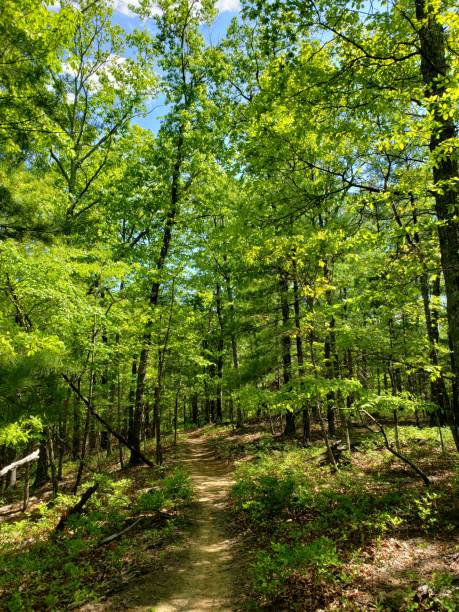 istock Tall green trees and hiking trail 1224489799