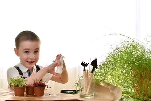 The child takes care of the house plant, looks and asks permission to sprinkle. Sprays with water.