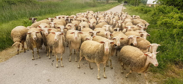 istock sheeps flock in the road passing gazing in spring  greece 1224491271