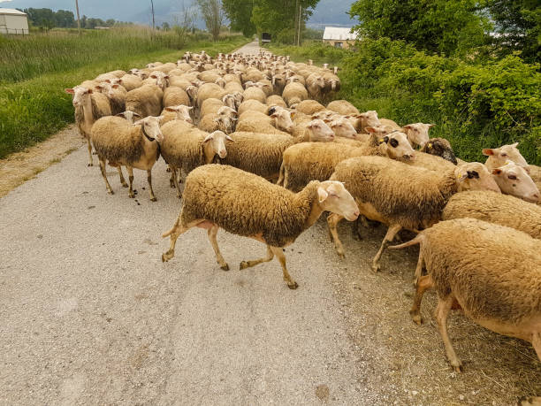 istock sheeps flock in the road passing gazing in spring  greece 1224491275