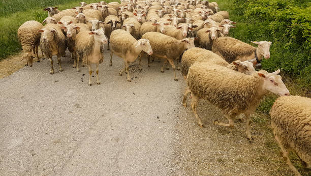 istock sheeps flock in the road passing gazing in spring  greece 1224492054