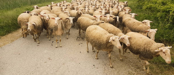 istock sheeps flock in the road passing gazing in spring  greece 1224492092