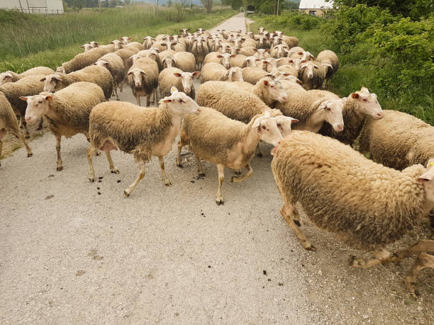 istock sheeps flock in the road passing gazing in spring  greece 1224492317
