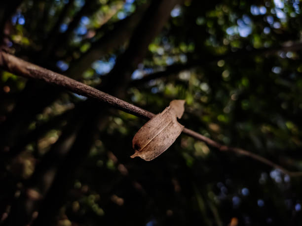 istock A dry lighted bamboo leaf is stuck on a trees branch, and this photo has amazing background blur and selective focus on the background. 1224493028