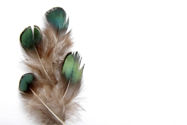 istock Picture of bird's feather isolated on white background 1224493984