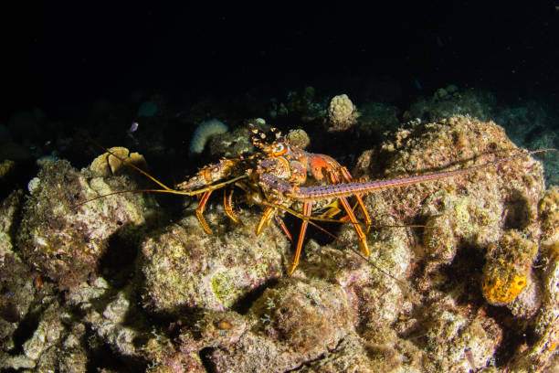 istock Lobster and coral 1224495641