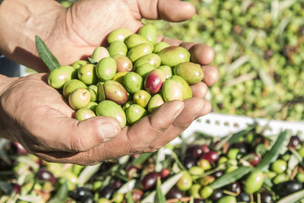 istock Man's hands holding a handful of olives 1224495660