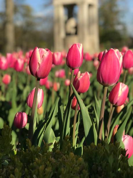 istock Flowers in the spring/summer 1224495809
