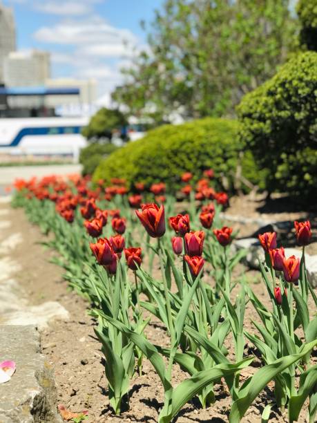 istock Flowers in the spring/summer 1224495837