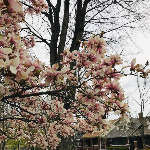 istock Flowers in the spring/summer 1224495858