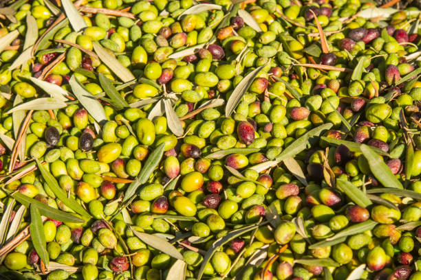 istock Fresh organic green olives 1224495875