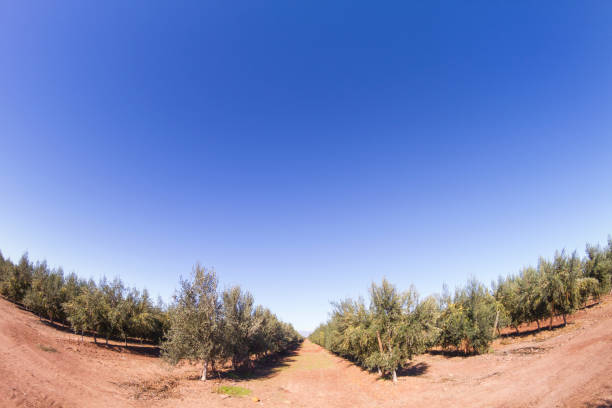 istock Green olives trees landscape on a farm. 1224495965